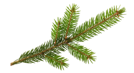 Isolated Fir Branch