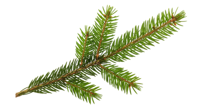 Isolated Fir Branch