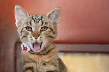 An adorable Tabby Kitten with an open mouth, showing its cheerful spirit and curiosity