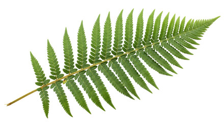 Isolated Fern Leaf © Gabriela