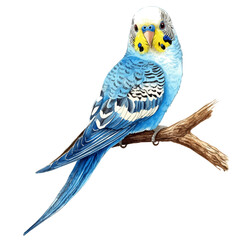 Budgerigar, watercolor clipart vector, isolated on a white background. © telma