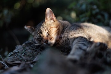 夕日を浴びて気持ちよさそうに寝てるキジトラ柄の野良猫