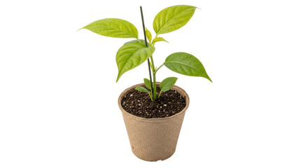 Isolated Young Avocado Plant