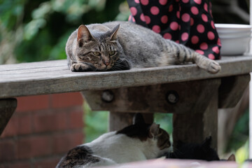 公園のベンチの上でご飯を待ってるキジトラ柄の野良猫