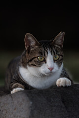 前足がかわいいキジトラ柄とハチワレ柄の野良猫