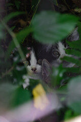 茂みにひっそりと隠れてる三兄弟の野良猫の子猫