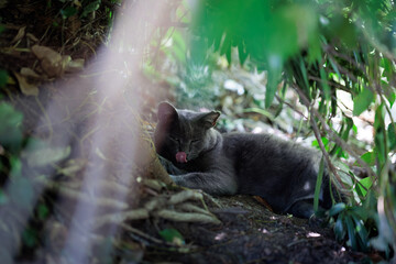 茂みで舌なめずりしてるグレーの毛並みの野良猫
