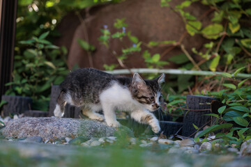 かわいいキジトラ柄とぶち猫柄の野良猫の子猫の横顔