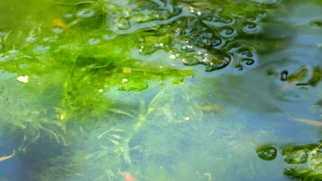 睡蓮鉢のメダカ　繁殖した糸状藻と水草