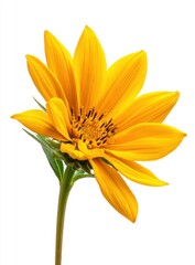 Obraz premium A vibrant yellow flower with elongated petals and a rich green stem, showcasing the beauty of nature in a minimalist style against a white background.