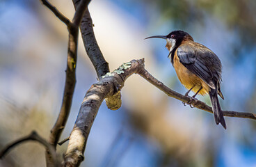 Eastern Spinebill