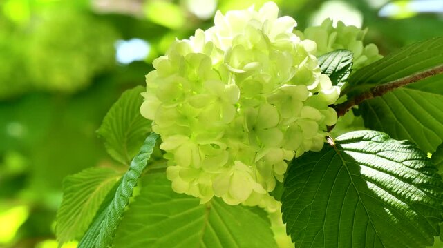 咲きはじめた頃のグリーンがかったオオデマリ