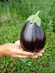 Huge eggplant in hands against the background of a garden