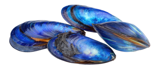 Vibrant blue mussel shells overlapping