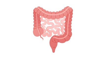Detailed Illustration of Human Intestines on White Background.