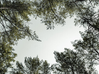 sky between trees in spruce forest