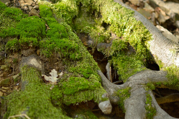 green moss growing on the tree bark