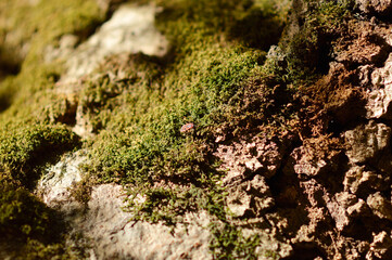 green moss growing on the tree bark