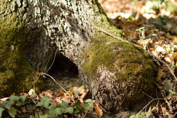 green moss growing on the tree bark