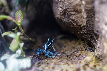 Dyeing poison dart frog