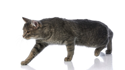 Walking grey tabby cat in profile view on reflective white background. Concept of pet playfulness, feline habits, social media for pets, and vet behavior study.