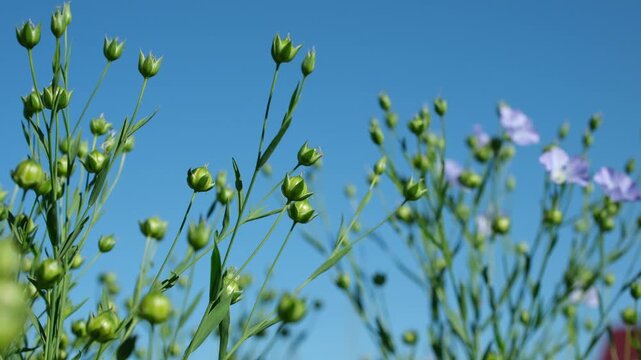 Flax Seed Pods Sway in the Wind on a Summer Sunny Morning. Flax Field. Shallow depth of field.