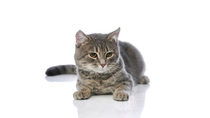 Fototapeta premium Grey tabby cat lying down front view with relaxed posture on white background. Concept of rest, comfort, observation, feline temperament, companionship, and peaceful domestic animal behavior.