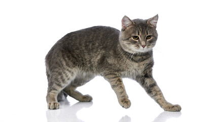 Gray tabby cat standing with alert gaze on white background. Concept of pet vigilance, readiness,...