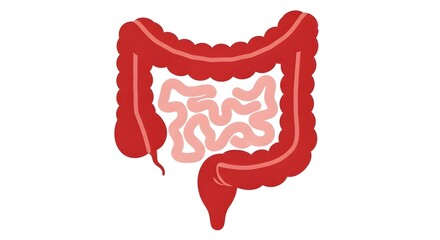 Medical Illustration of Human Digestive System, Colon and Intestines.