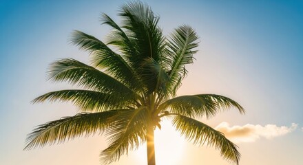 Palm tree at sunset