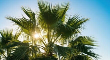 Palm tree crown bathed in sunlight