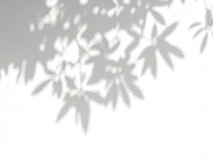 Efectos de superposición de sombras realista de árbol con un ligero desenfoque sobre un fondo transparente, luz solar de verano y efecto de superposición de sombras