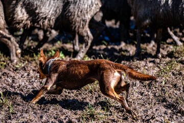 Fototapeta premium Agile dog herding sheep in muddy terrain.