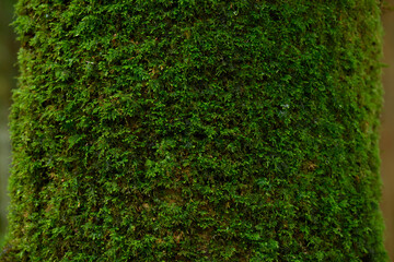 木に生える苔のテクスチャ（ヒムロゴケ）