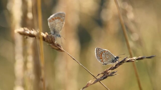 Motyl modraszek ikar na trawie na łace.