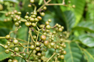 Close up of Leea indica fruits clustered on green branches under tropical sunlight, perfect for nature, agriculture, and herbal medicine projects.