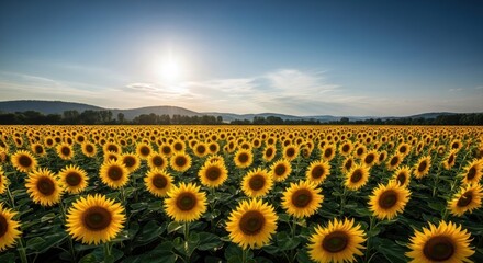 Obraz premium Sunflowers field at sunset. Vast field of bright yellow sunflowers, facing the setting sun, fills the foreground and middle ground