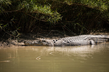 crocodile river bank lurking creek