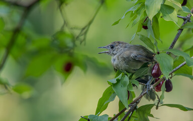 Juvenile Common Whitethroat close-up