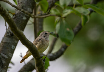 Juvenile Common redstart (Phoenicurus phoenicurus) portrait