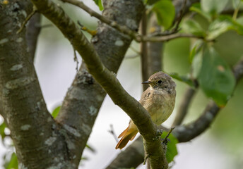 Juvenile Common redstart (Phoenicurus phoenicurus) portrait