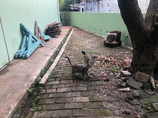 Two cats playing in a backyard on a brick path