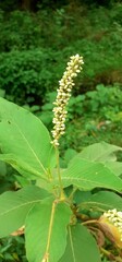 Pale Smartweed plant flowers on a Green Nature Background