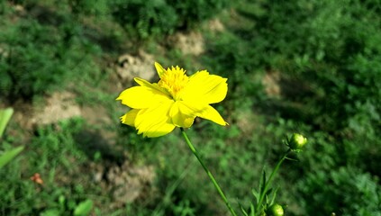 Yellow Cosmos Sulphureus Flowers Blooming on a Green Nature Background