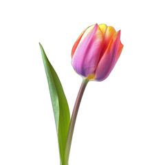 Naklejka premium Vibrant tulip blossom,?pink-orange hues,?isolated, green stem