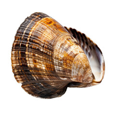 Fototapeta premium Detailed seashell, brown and tan spiral
