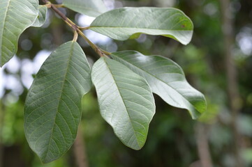 Obraz premium Close up of fresh green guava leaves on a branch with visible veins, photographed in natural daylight, perfect for nature, herbal, and organic concepts.