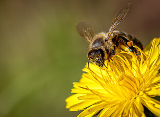 bee on yellow flower