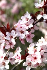 Obraz premium Blooming spring tree