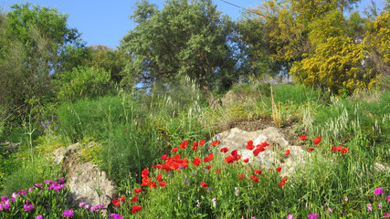 Fototapete bei efototapeten.de bestellen   